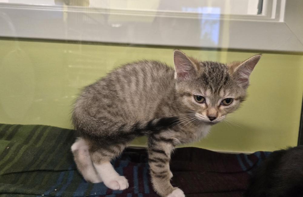 Enlarge Squeegee, a Adoptable Domestic Short Hair in Dickson, TN image 2/3
