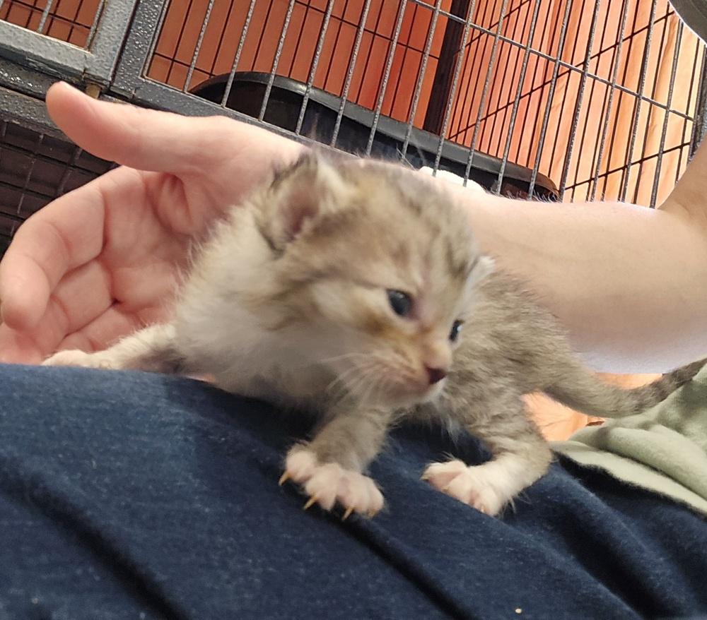 Enlarge Squeegee, a Adoptable Domestic Short Hair in Dickson, TN image 3/3