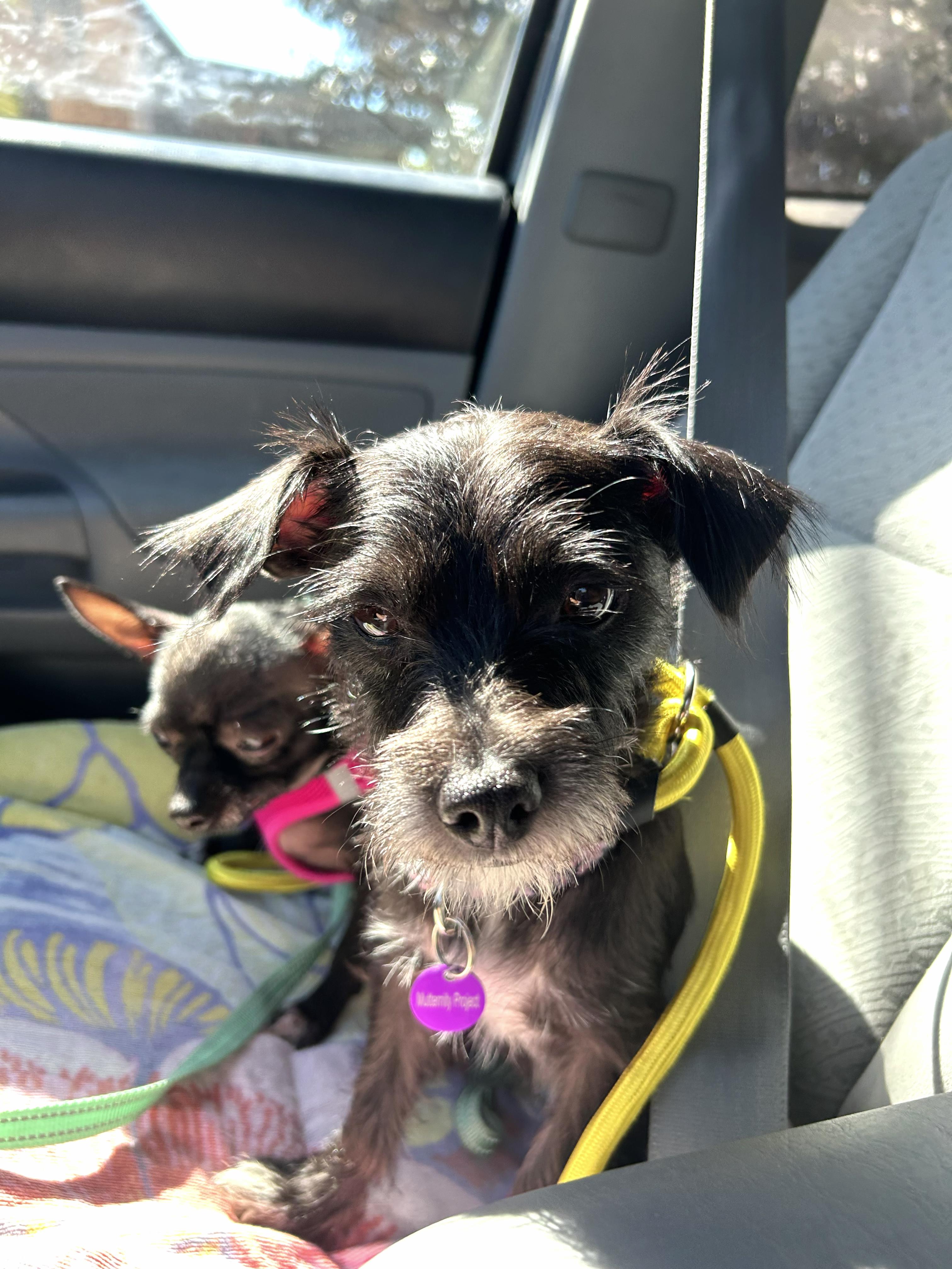 Enlarge Nani, a Adopted mixed breed in West Hollywood, CA image 5/6