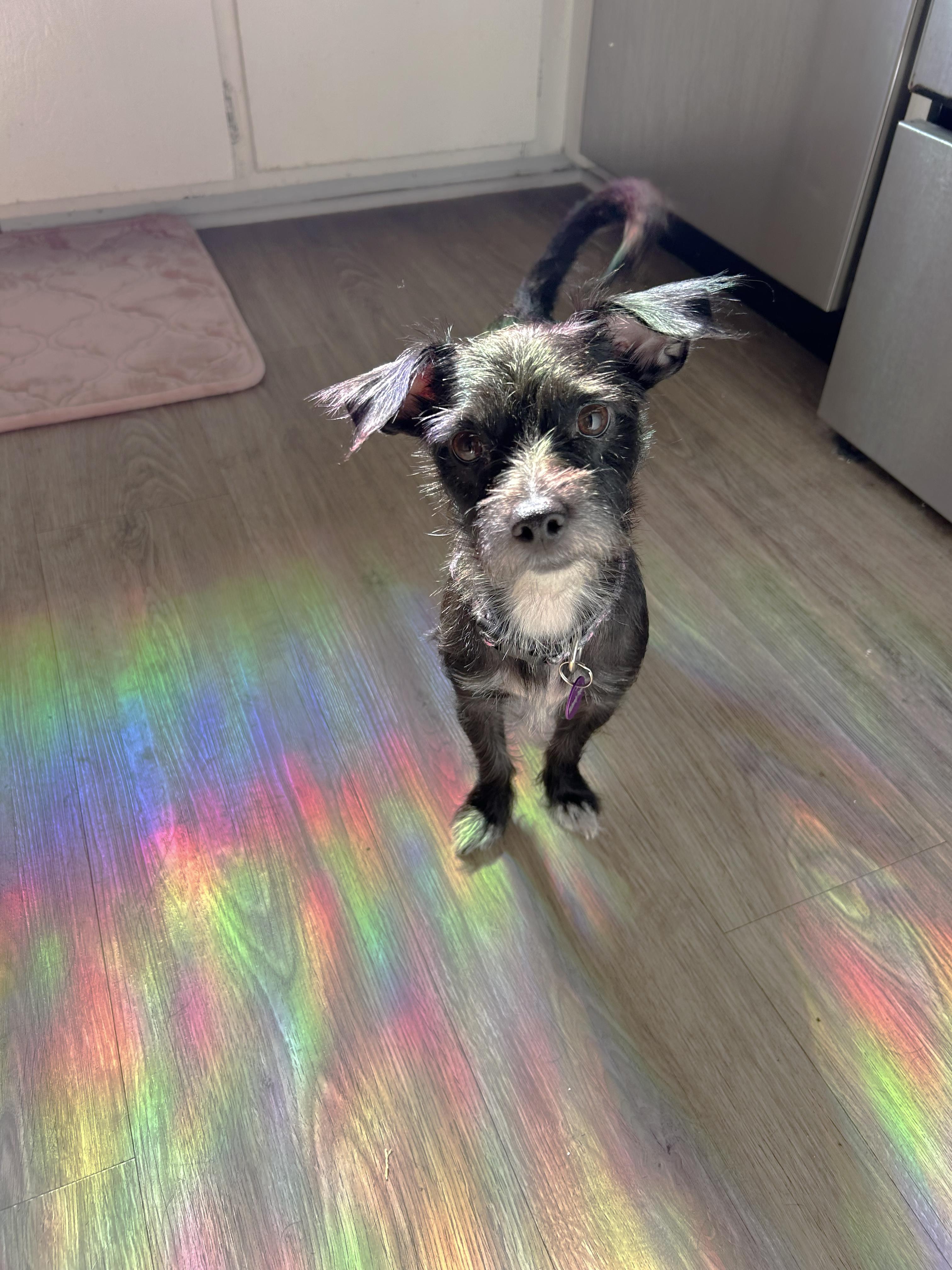 Enlarge Nani, a Adopted mixed breed in West Hollywood, CA image 6/6