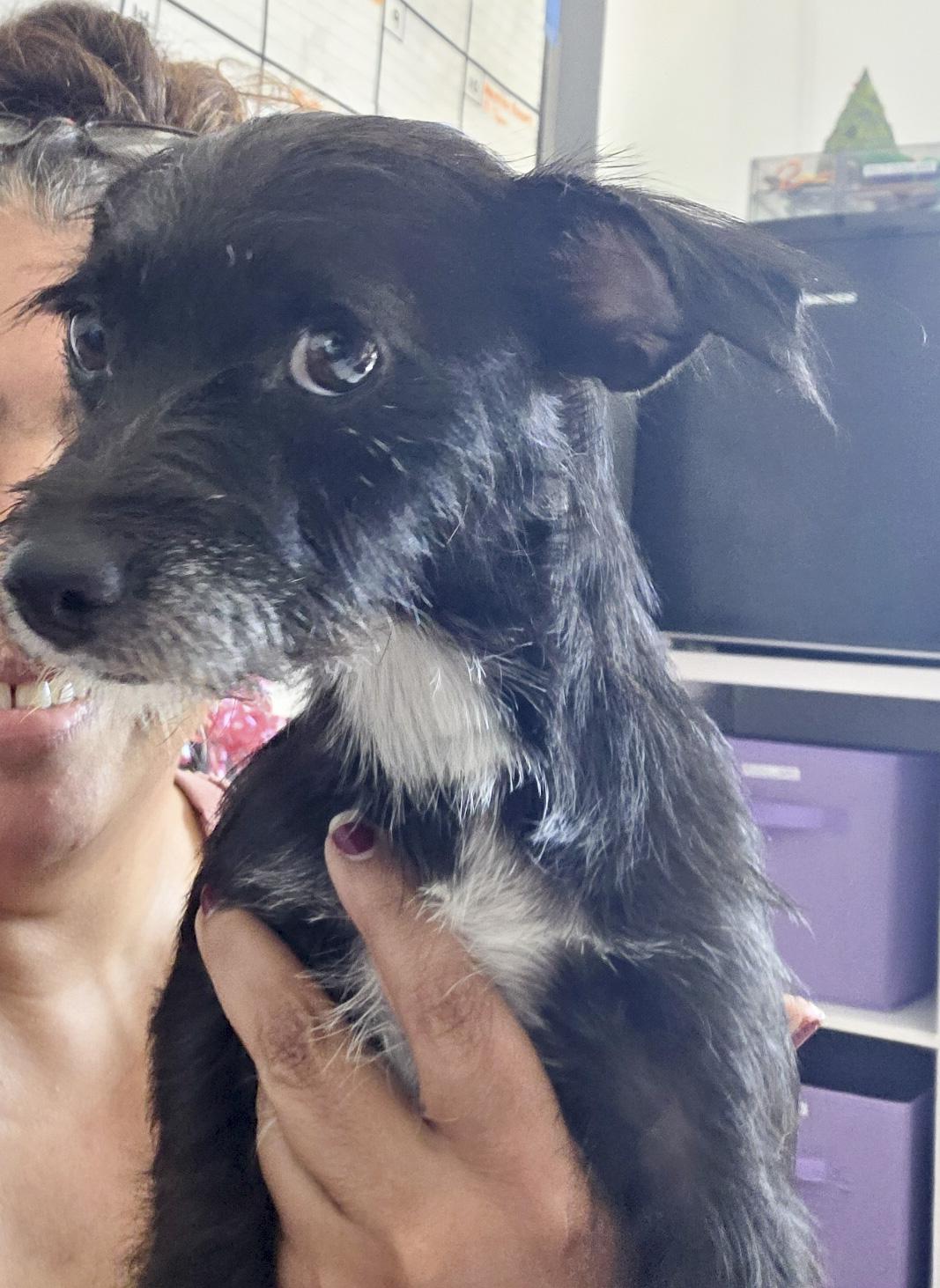 Enlarge Nani, a Adopted mixed breed in West Hollywood, CA image 4/6