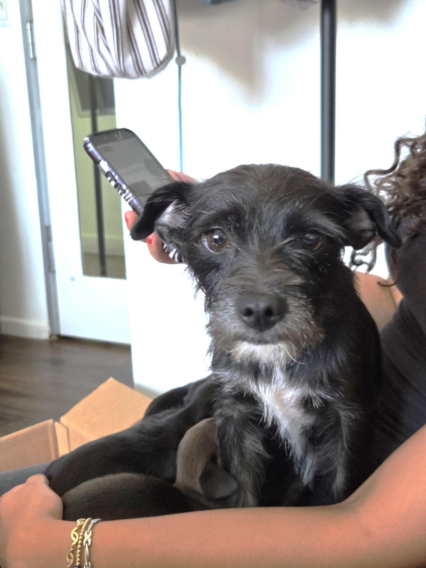 Enlarge Nani, a Adopted mixed breed in West Hollywood, CA image 2/6