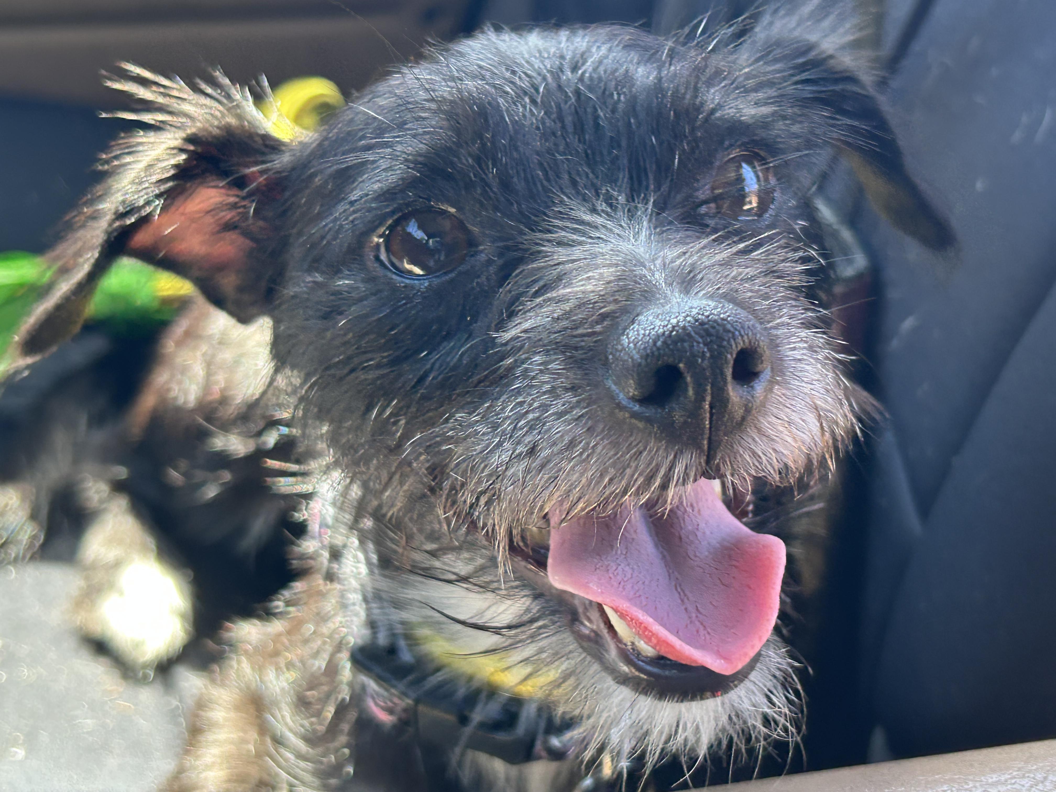 Enlarge Nani, a Adopted mixed breed in West Hollywood, CA image 1/6