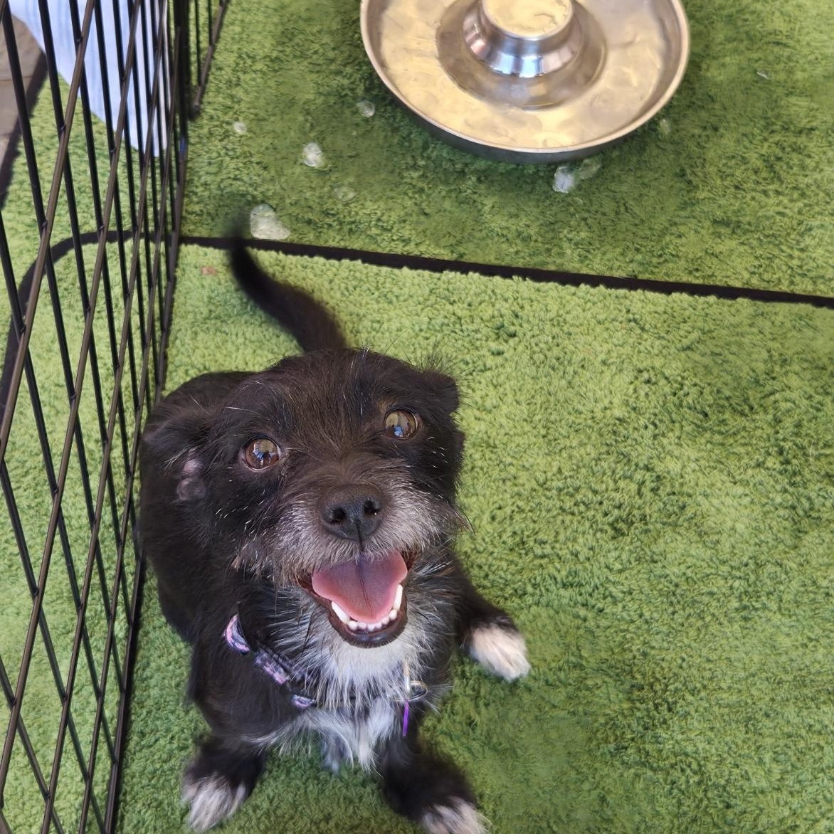 Enlarge Nani, a Adopted mixed breed in West Hollywood, CA image 3/6
