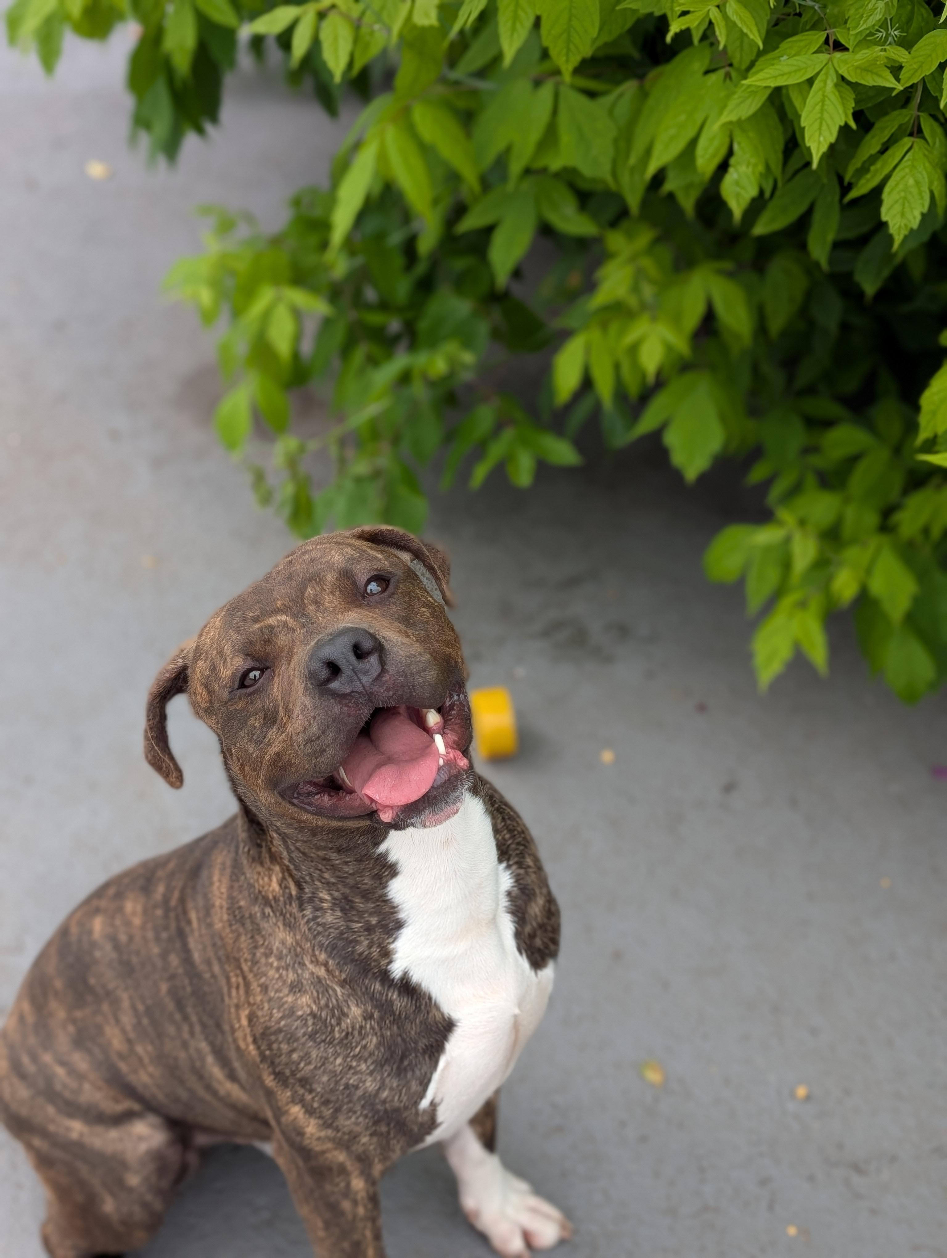 Enlarge Sid, a Adoptable mixed breed in Plainfield, NJ image 2/3