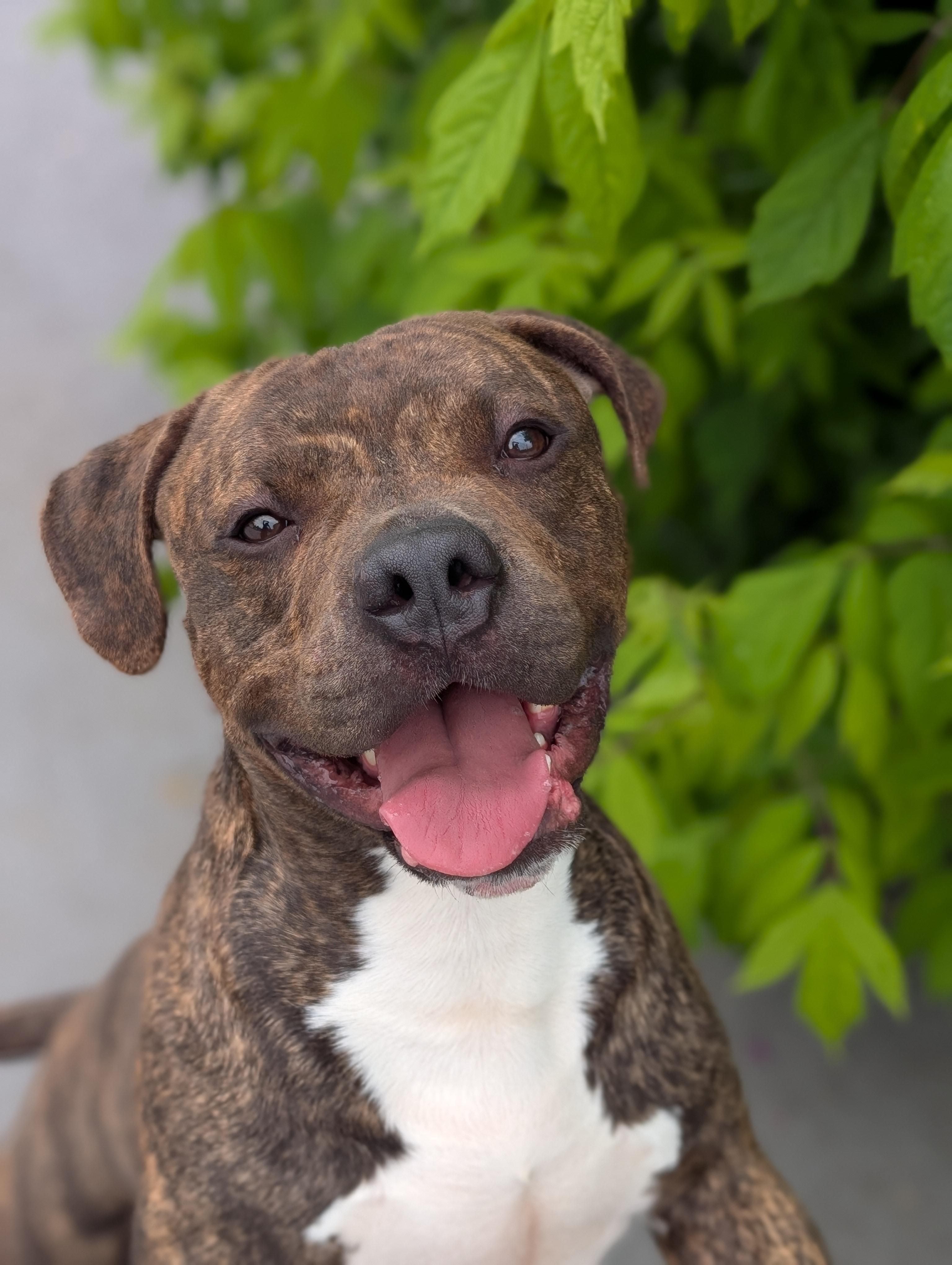 Enlarge Sid, a Adoptable mixed breed in Plainfield, NJ image 1/3