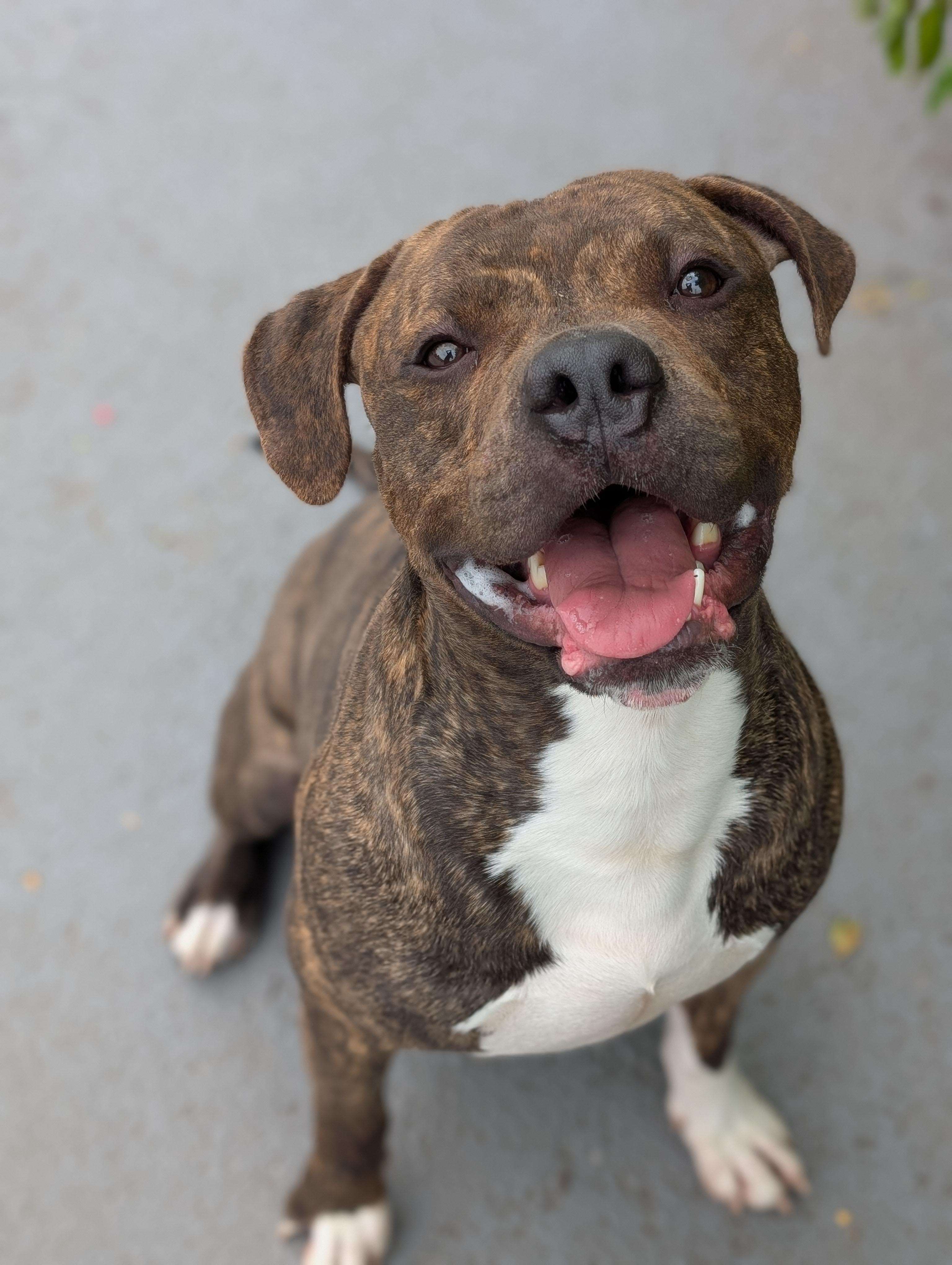 Enlarge Sid, a Adoptable mixed breed in Plainfield, NJ image 3/3