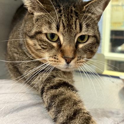 Dee Dee, Adoptable, Adult Female Domestic Short Hair.