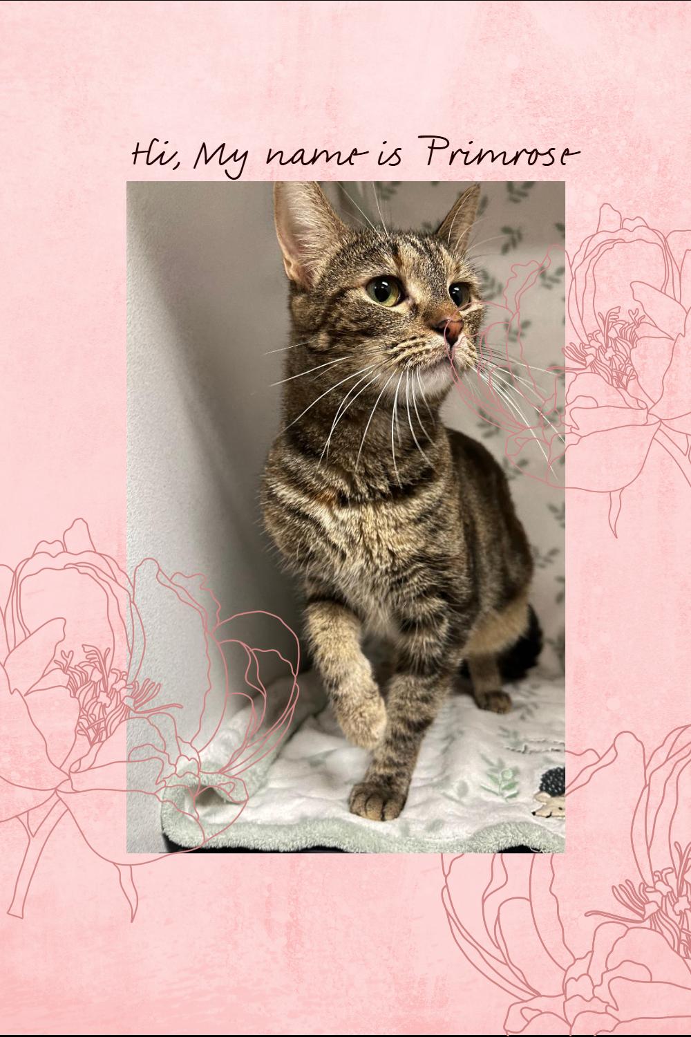 Primrose URGENT PLACMENT BUSINESS CLOSING, Adoptable, Young Female American Shorthair.
