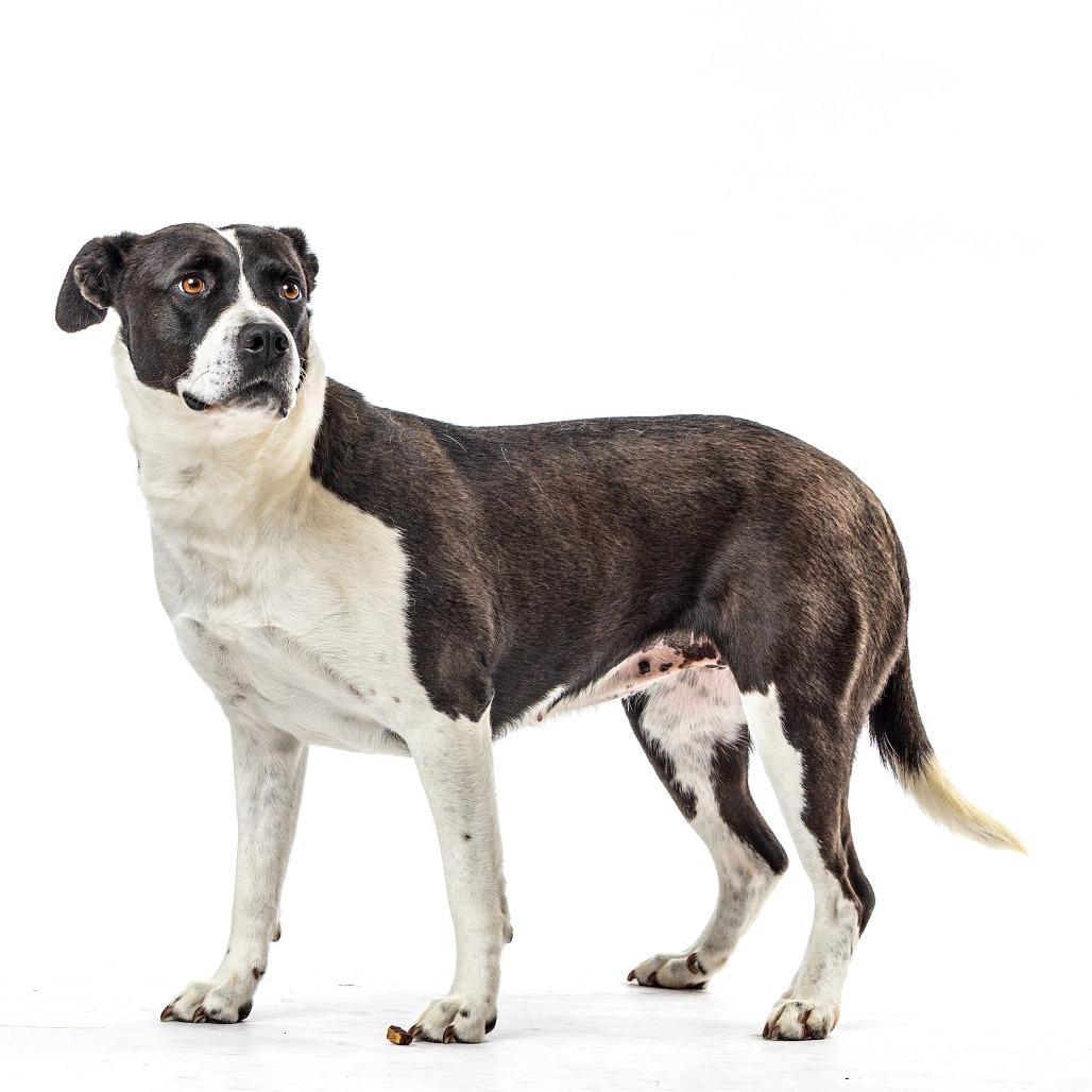 Jennifer, Adoptable, Adult Female Pit Bull Terrier.