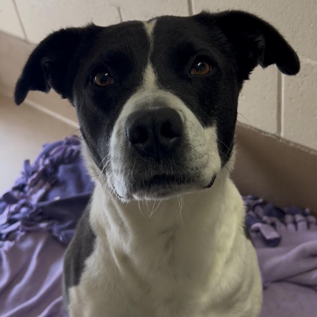 Enlarge Jennifer, a Adoptable Pit Bull Terrier in Reno, NV image 2/4