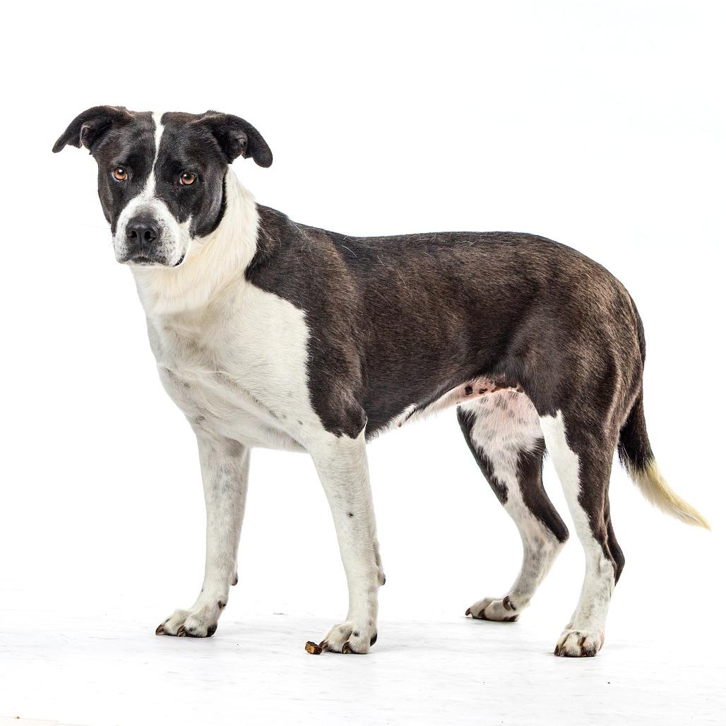 Enlarge Jennifer, a Adoptable Pit Bull Terrier in Reno, NV image 3/4