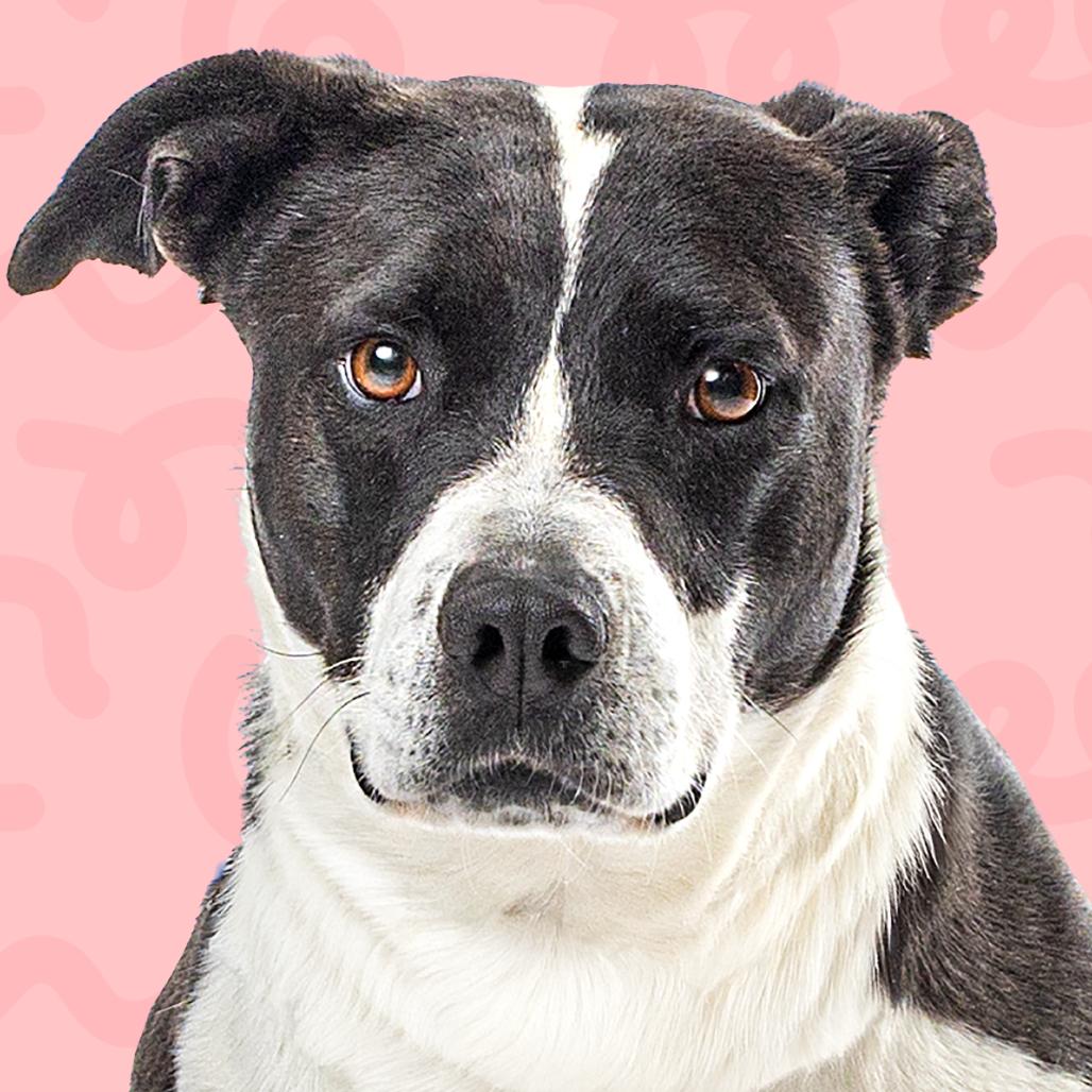 Enlarge Jennifer, a Adoptable Pit Bull Terrier in Reno, NV image 4/4