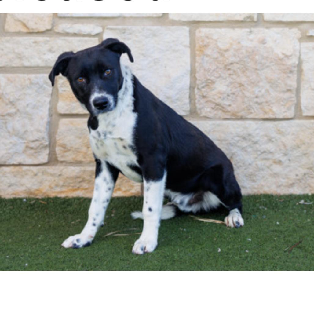 FWT Nash, Adoptable, Adult Male Mixed Breed.