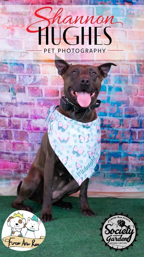 Midnight, Adoptable, Adult Female Pit Bull Terrier & Labrador Retriever.