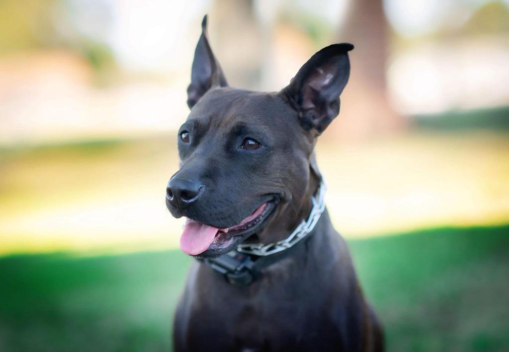 Midnight, Adoptable, Adult Female Pit Bull Terrier & Labrador Retriever.