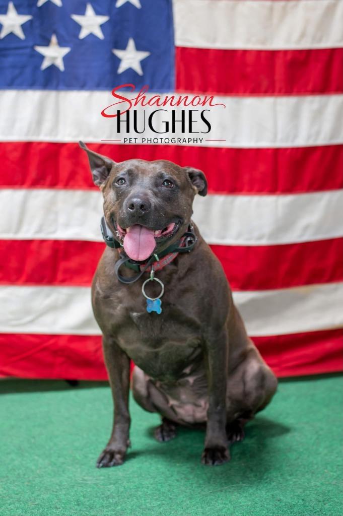Enlarge Midnight, a Adoptable mixed breed in Macon, GA image 4/6