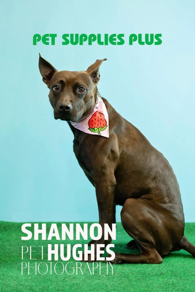 Midnight, a Adoptable mixed breed in Macon, GA image 2/6