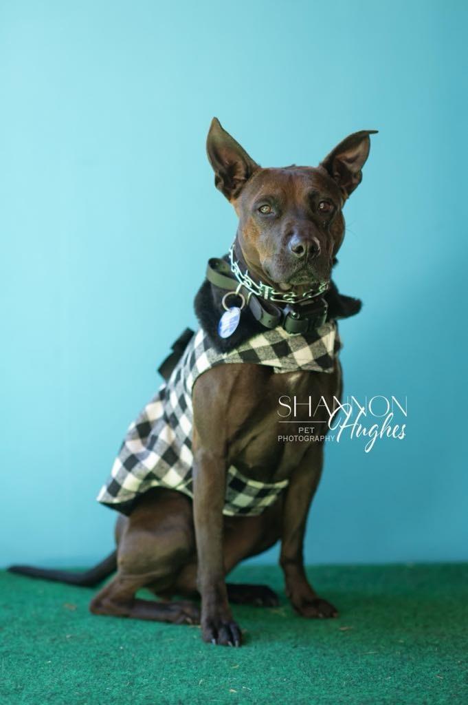 Midnight, a Adoptable mixed breed in Macon, GA image 4/6