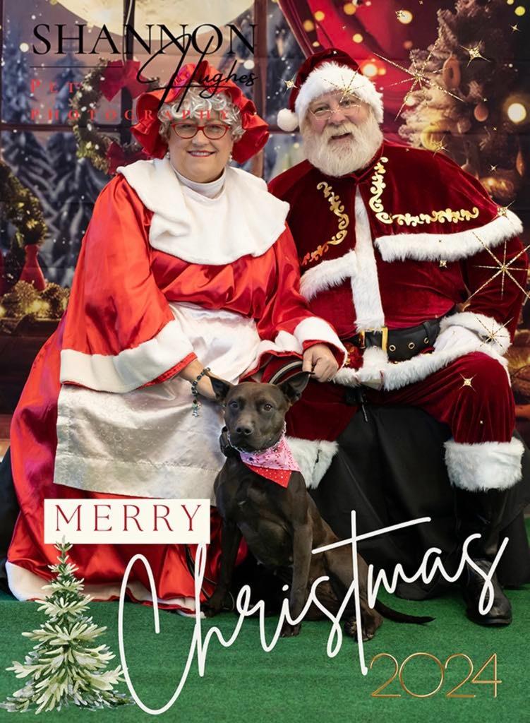 Midnight, a Adoptable mixed breed in Macon, GA image 5/6