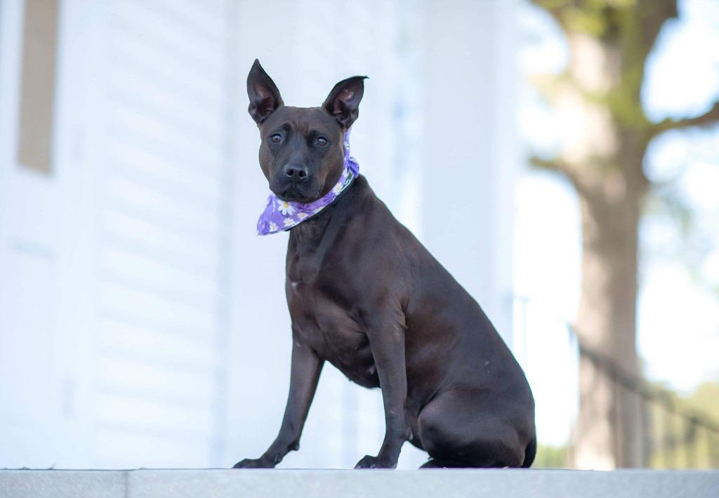 Midnight, a Adoptable mixed breed in Macon, GA image 6/6