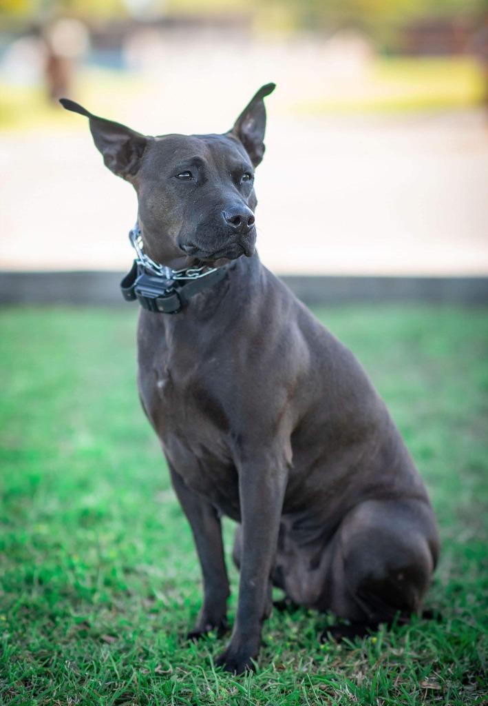 Midnight, a Adoptable mixed breed in Macon, GA image 6/6