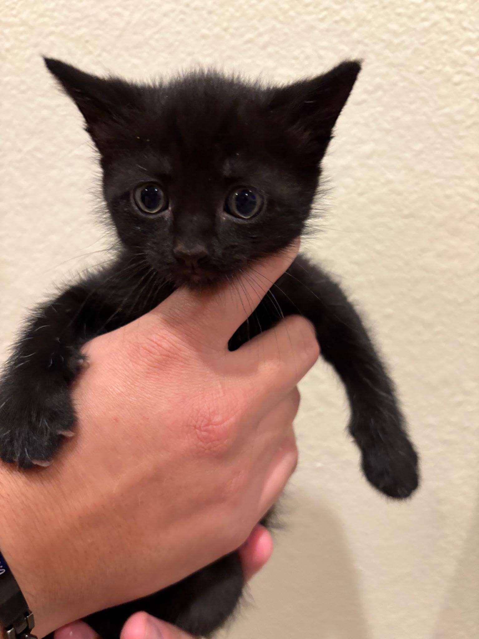 Jesse, Adoptable, Kitten Female Domestic Short Hair.