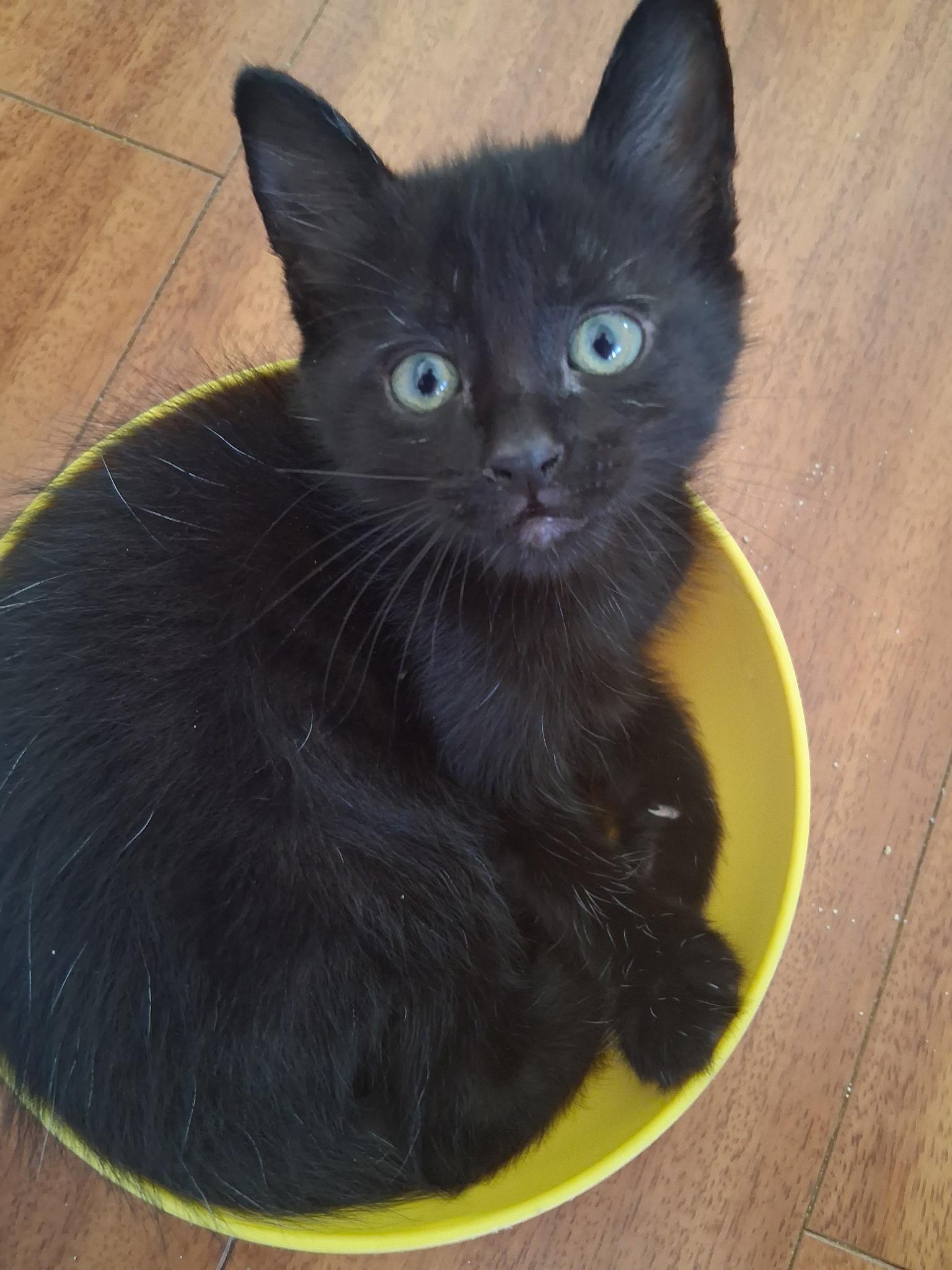Jesse, a Adoptable Domestic Short Hair in Long Beach, CA image 2/3