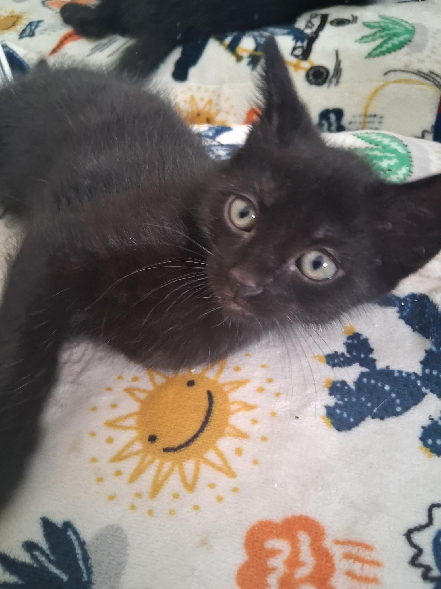 Jesse, a Adoptable Domestic Short Hair in Long Beach, CA image 3/3