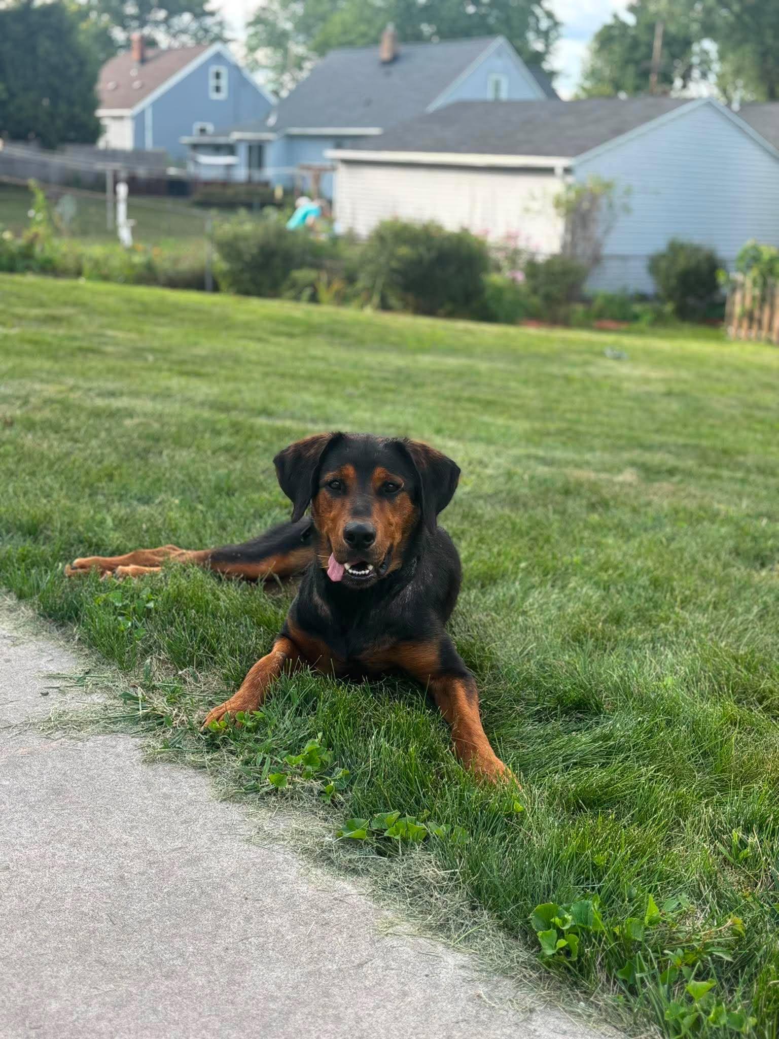 Enlarge Riggs, a Adoptable mixed breed in Little Chute, WI image 2/5