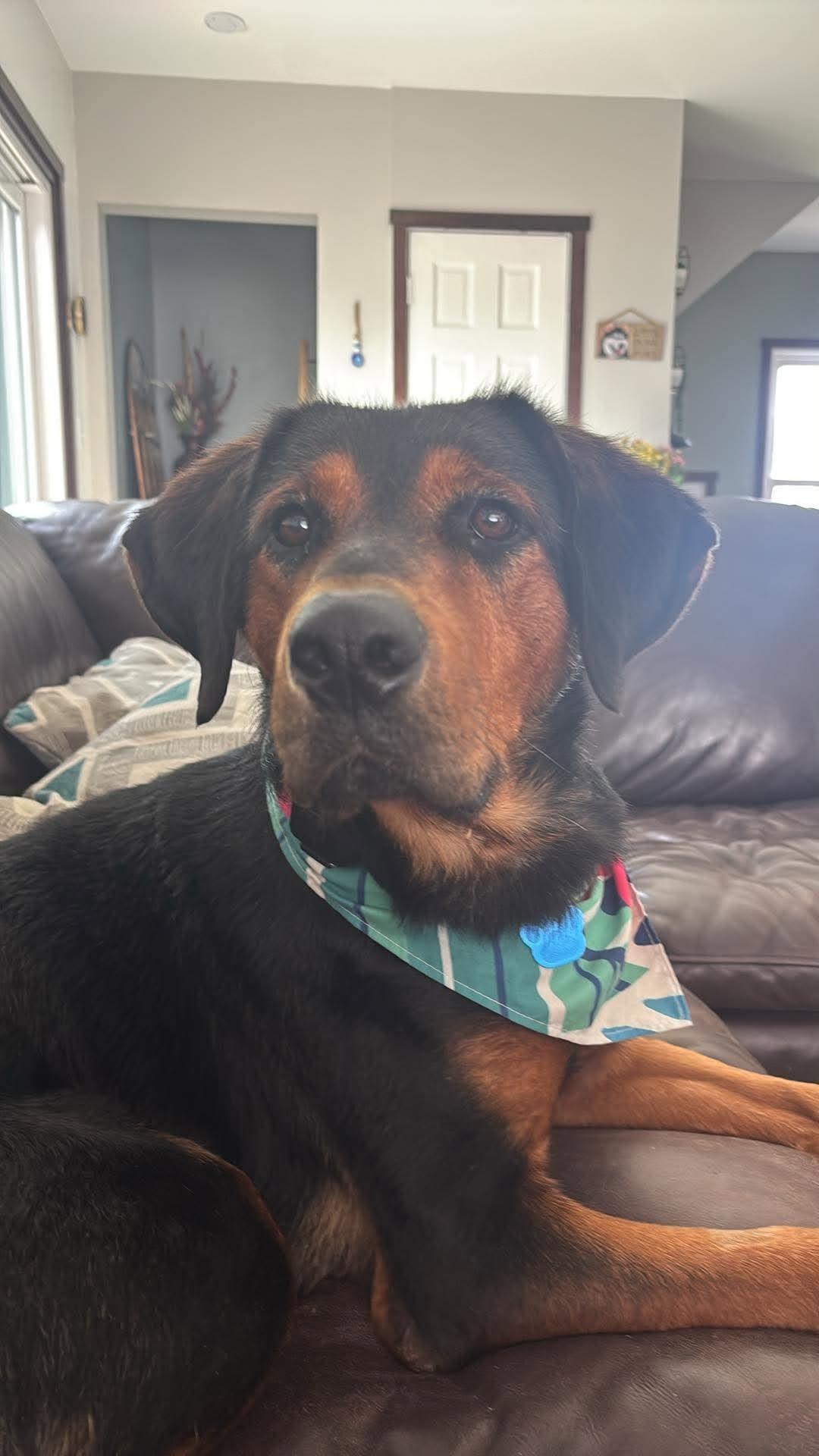 Enlarge Riggs, a Adoptable mixed breed in Little Chute, WI image 4/5