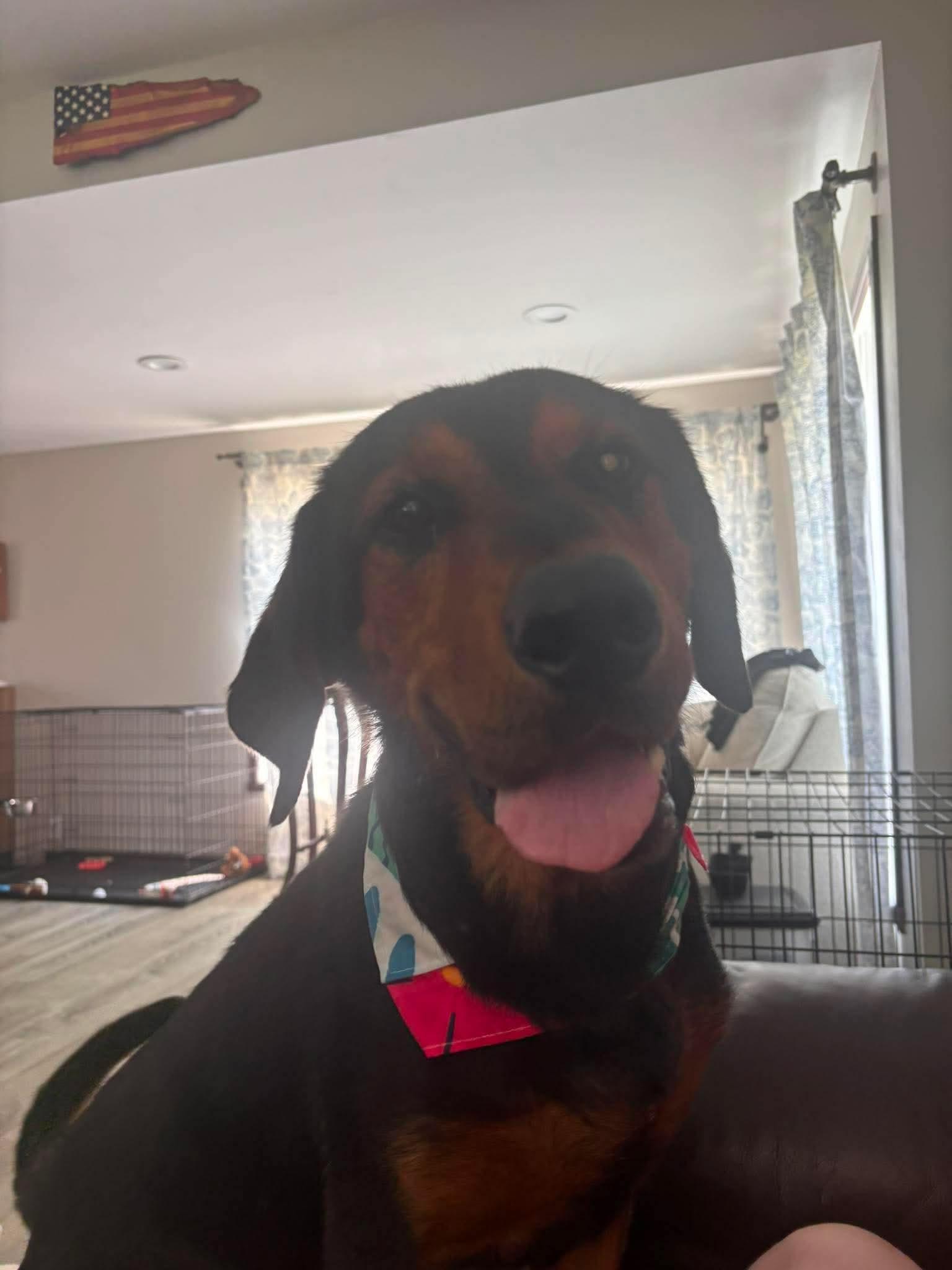 Enlarge Riggs, a Adoptable mixed breed in Little Chute, WI image 5/5