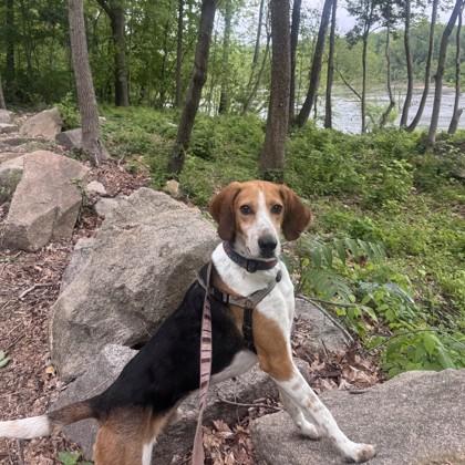 Bright Eyes, Adoptable, Adult Male Foxhound & Mixed Breed.