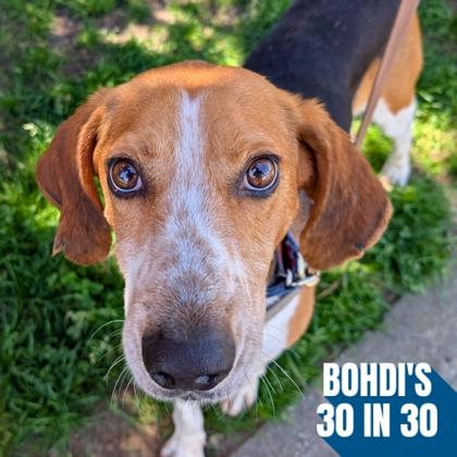 Bright Eyes, a Adoptable mixed breed in Richmond, VA image 2/3