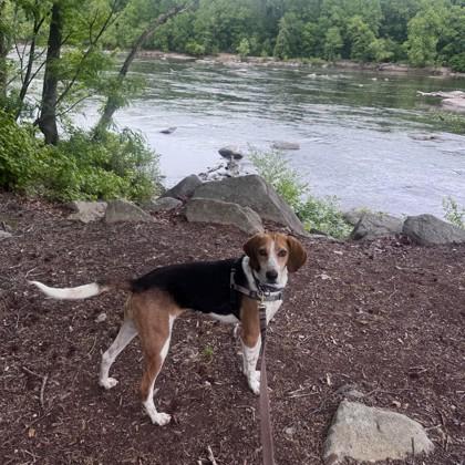 Bright Eyes, a Adoptable mixed breed in Richmond, VA image 3/3