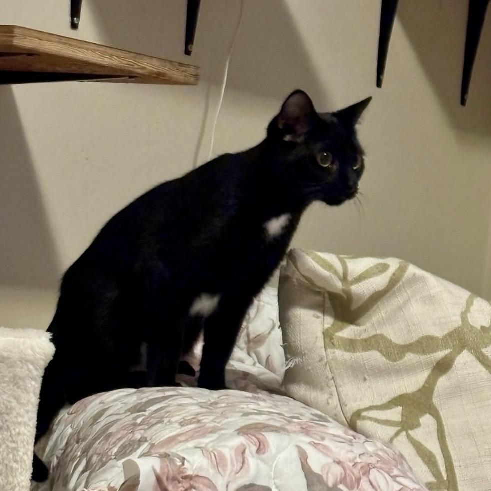 Cristina, a Adoptable Domestic Short Hair in Williston, FL image 2/2