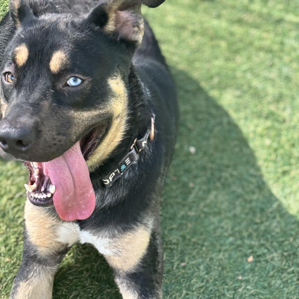 Mike, Adoptable, Adult Male Rottweiler & Mixed Breed.