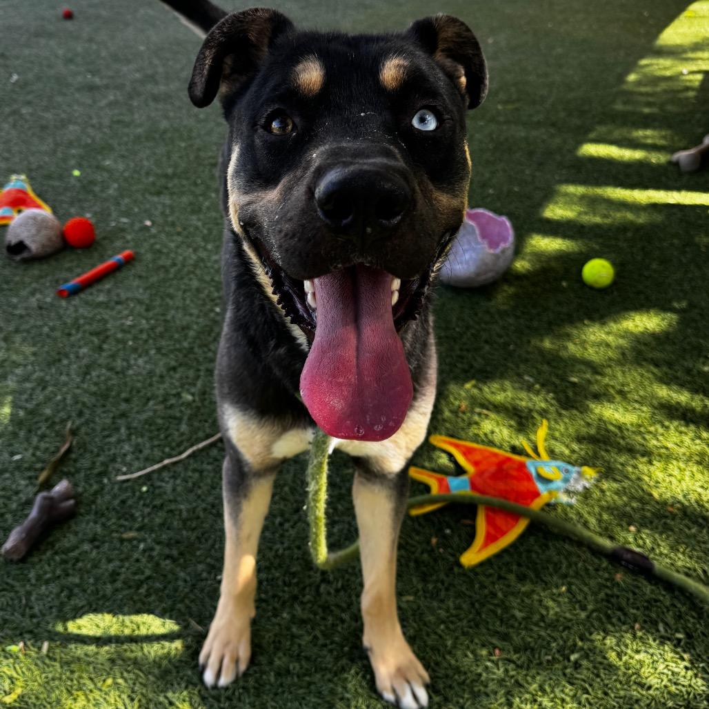 Enlarge Mike, a Adoptable mixed breed in Henderson, NV image 2/6