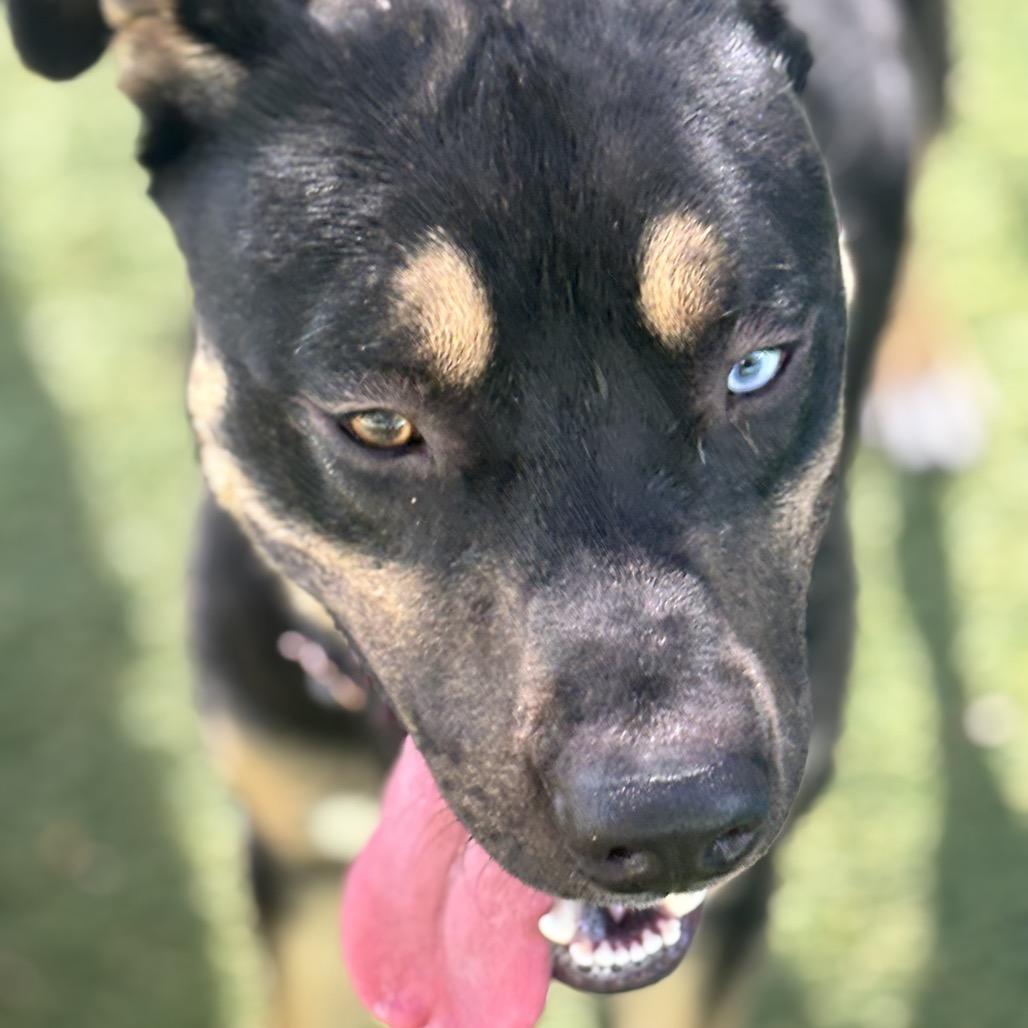 Enlarge Mike, a Adoptable mixed breed in Henderson, NV image 3/6