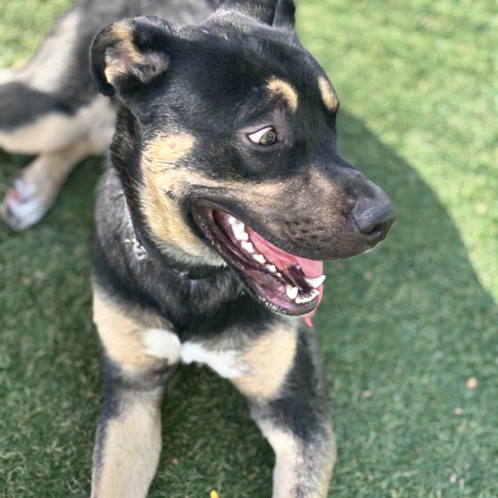 Enlarge Mike, a Adoptable mixed breed in Henderson, NV image 4/6