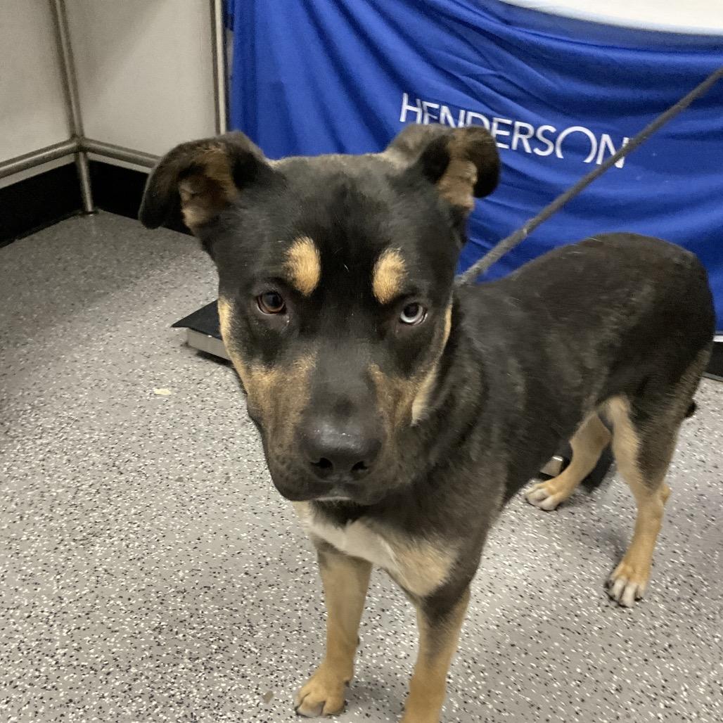 Enlarge Mike, a Adoptable mixed breed in Henderson, NV image 5/6