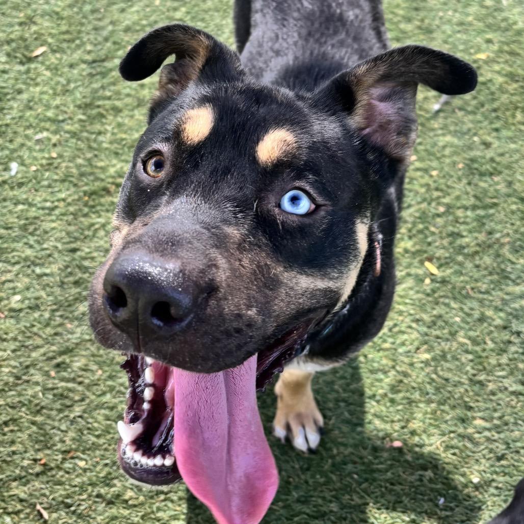 Enlarge Mike, a Adoptable mixed breed in Henderson, NV image 6/6