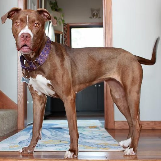 Enlarge Neveah, a Adoptable Terrier in Sioux Falls, SD image 3/6