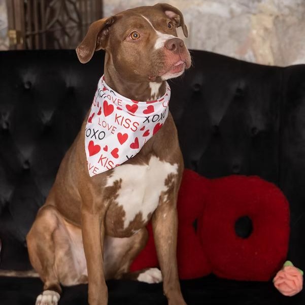 Enlarge Neveah, a Adoptable Terrier in Sioux Falls, SD image 2/6