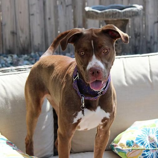 Enlarge Neveah, a Adoptable Terrier in Sioux Falls, SD image 4/6