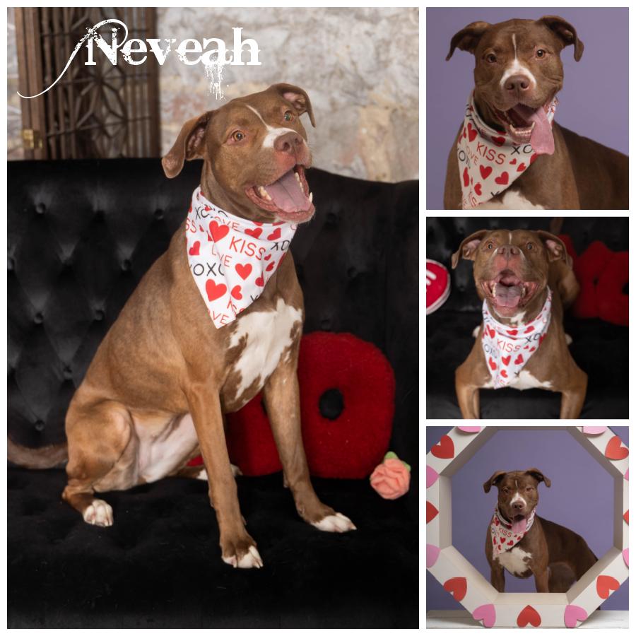 Enlarge Neveah, a Adoptable Terrier in Sioux Falls, SD image 1/6