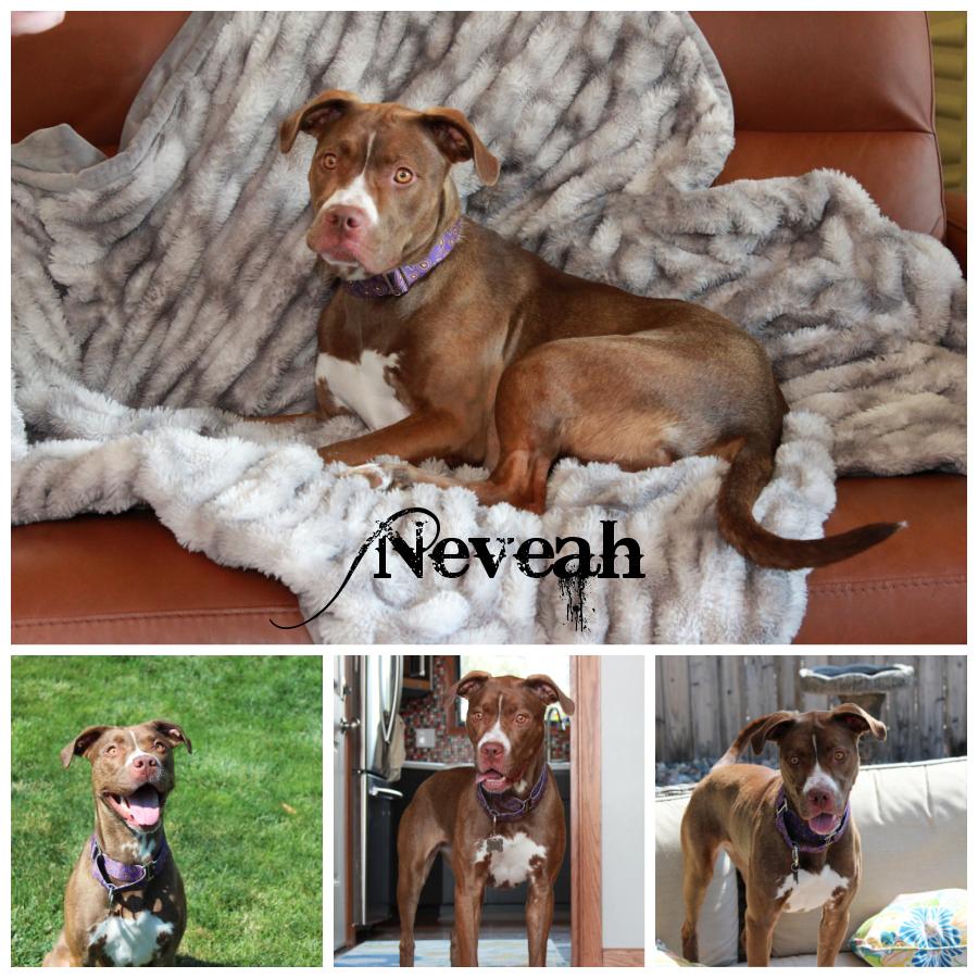 Neveah, Adoptable, Young Female Terrier.