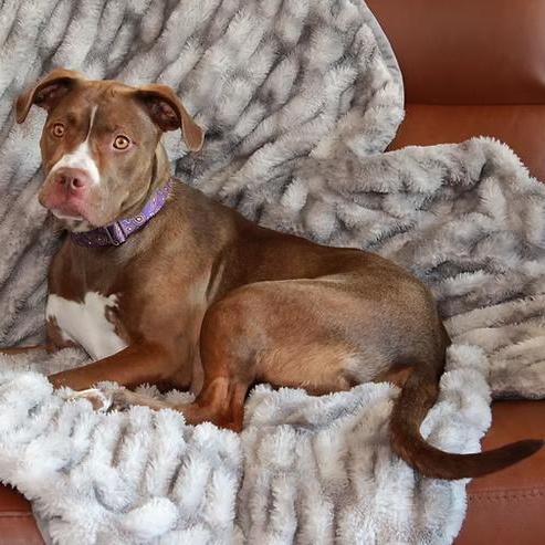 Enlarge Neveah, a Adoptable Terrier in Sioux Falls, SD image 5/6