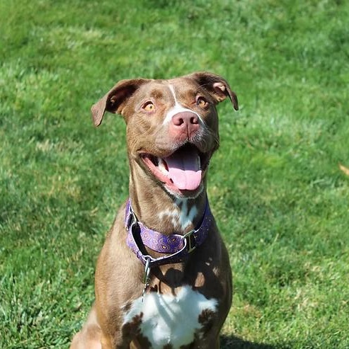 Enlarge Neveah, a Adoptable Terrier in Sioux Falls, SD image 6/6