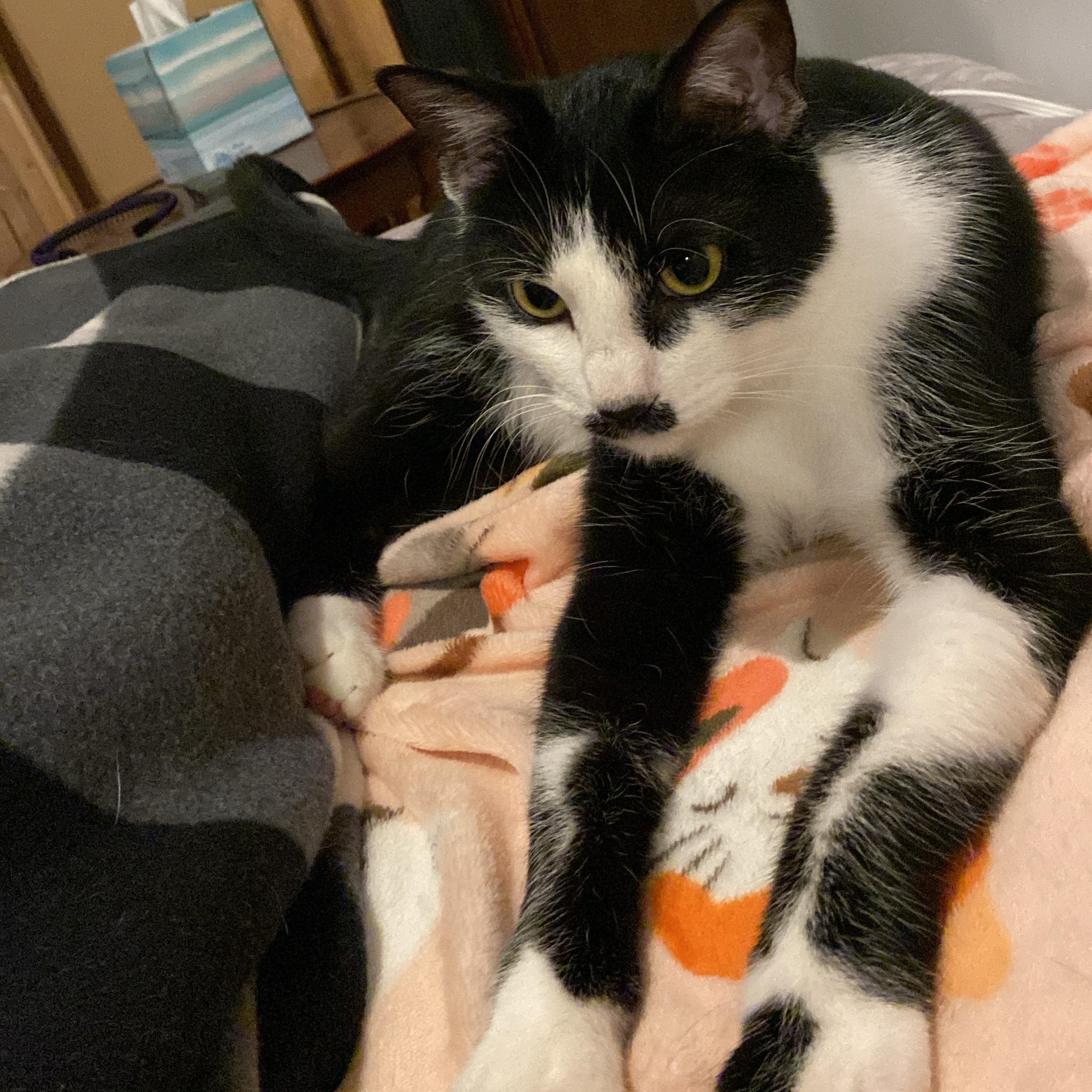 Groucho, a Adoptable American Shorthair in Shawnee, KS image 6/6